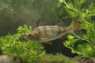 levrek, perca fluviatilis