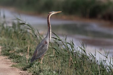 Mor balıkçıl, Ardea purpurea,