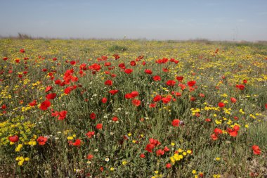 haşhaş çiçeği, gelincik (bitki),