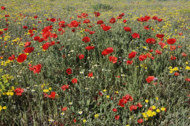haşhaş çiçeği, gelincik (bitki),