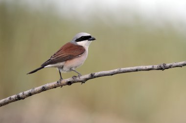 Kırmızı sırtlı Shrike, Lanius Collurio