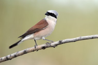 Kırmızı sırtlı Shrike, Lanius Collurio