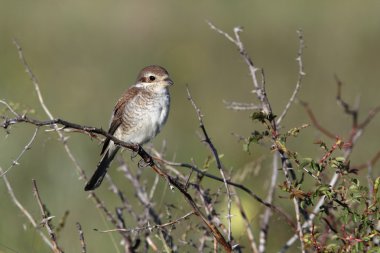 Kırmızı sırtlı Shrike, Lanius Collurio