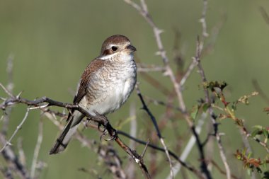 Kırmızı sırtlı Shrike, Lanius Collurio