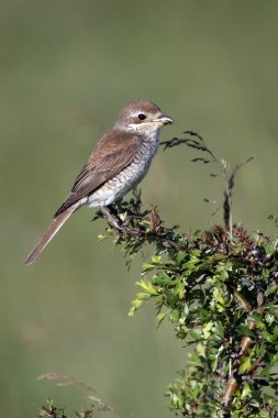 Kırmızı sırtlı Shrike, Lanius Collurio
