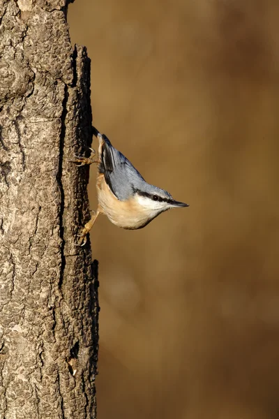 Csuszka, sitta europaea, — Stock Fotó