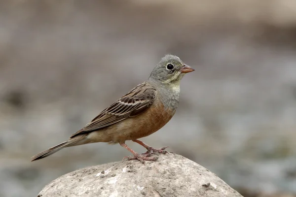 Kerti sármány (emberiza hortulana), — Stock Fotó