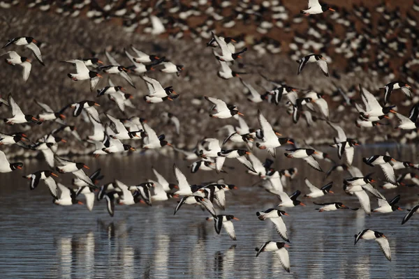 蛎鹬，haematopus ostralegus, — 图库照片