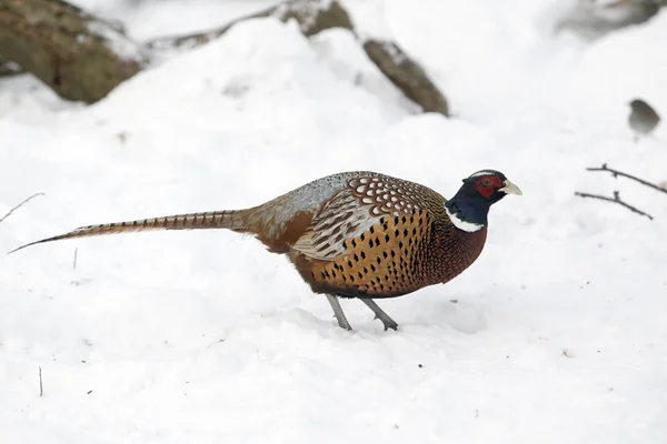 Bażant zwyczajny, Phasianus colchicus — Zdjęcie stockowe