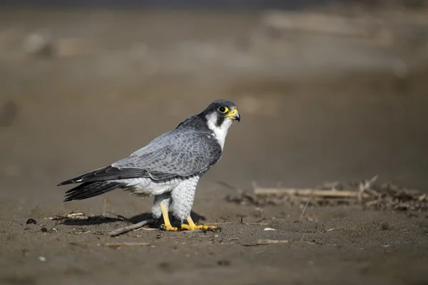 ファルコ peregrinus はハヤブサ、, — ストック写真