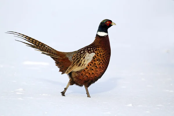 Common pheasant, Phasianus colchicus — Stock Photo, Image