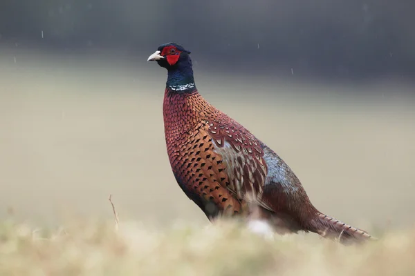 Поширений Феасан, Phasianus colchicus — стокове фото