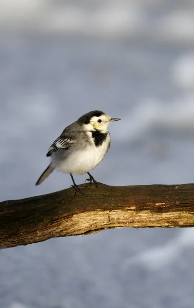 Pied Fabtail, Motacilla alba yarrefeli , — стоковое фото