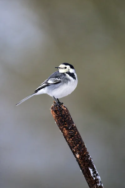 Pied Pliszka, motacilla alba yarrellii, — Zdjęcie stockowe