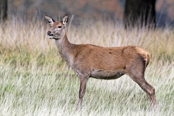 Kırmızı Geyik, Cervus Elaphus — Stok fotoğraf