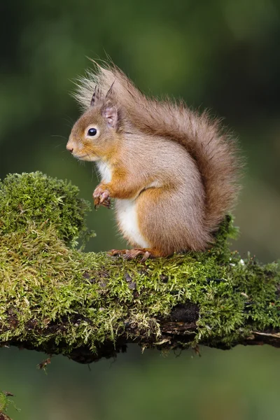 Red squirrel, Sciurus vulgaris