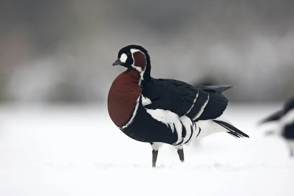 Oca dal petto rosso, Branta ruficollis — Foto Stock