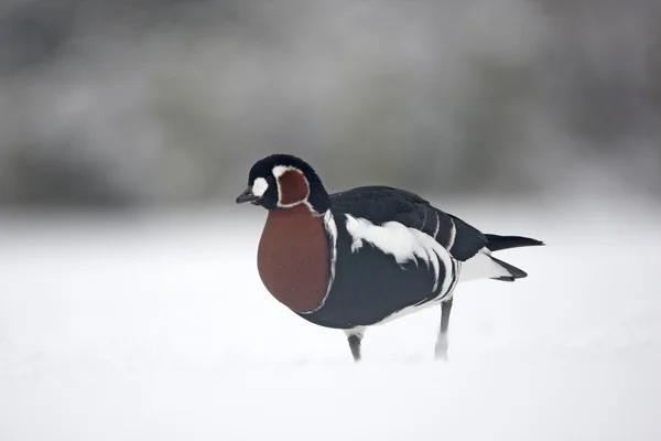 Red-breasted goose, Branta ruficollis — Stock Photo, Image