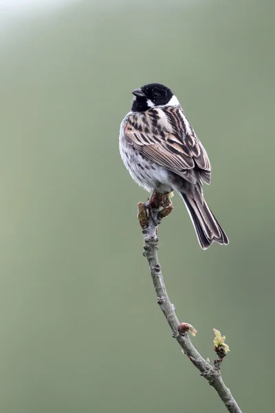 Emberiza schoeniclus Reed kiraz kuşu — Stok fotoğraf