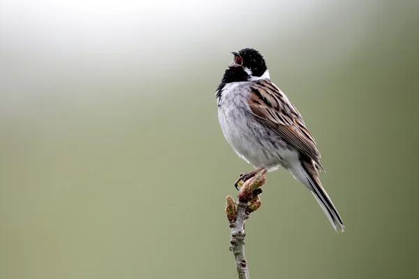 Rietgors, emberiza schoeniclus — Stockfoto