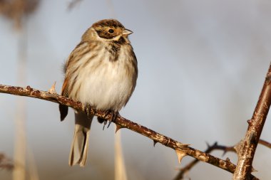 emberiza schoeniclus Reed kiraz kuşu