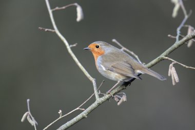 Robin, Erithacus rubecula