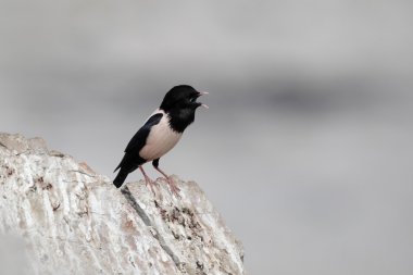 Gül renginde starling, sturnus çevresi, bekar erkek