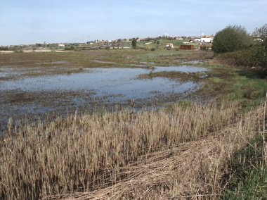 çıkmak salreu yakınlarında aveiro, Portekiz