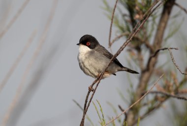 Maskeli ötleğen sylvia melanocephala, bekar erkek