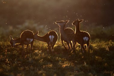 Sika geyiği, cervus nippon