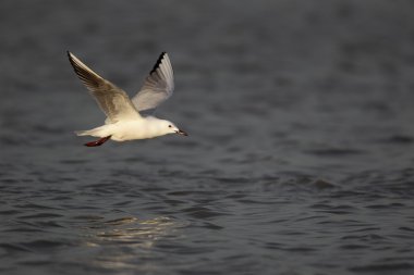 ince gagalı martı larus genei