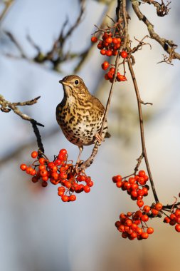 şarkı pamukçuk, turdus philomelos