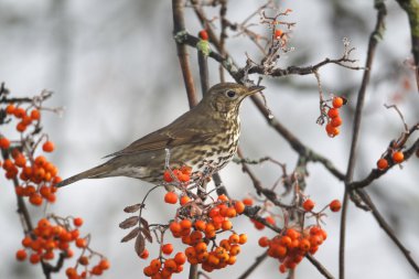 şarkı pamukçuk, turdus philomelos