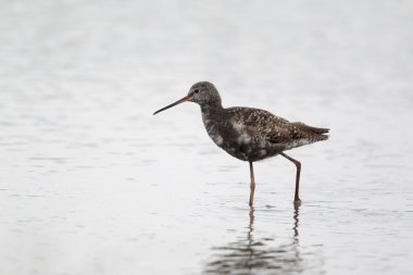 Benekli redshank, tringa erythropus