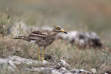 taş kocagöz, burhinus oedicnemus