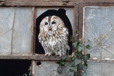 Alaca baykuş, strix aluco