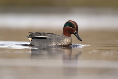 Gazpacho con pan en una bandeja