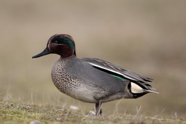 Gazpacho con pan en una bandeja