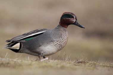 Gazpacho con pan en una bandeja