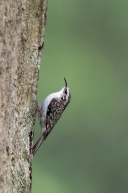 Tırmaşık kuşugiller, certhia familiaris