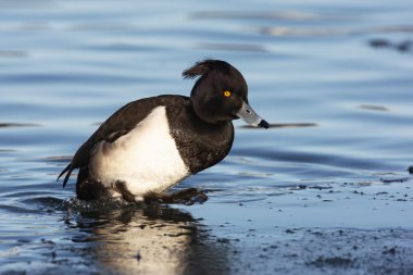 Tepeli ördek, aythya fuligula, bekar erkek