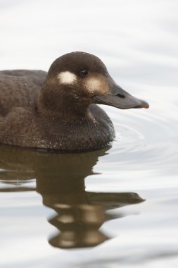 kadife kara ördek, melanitta fusca