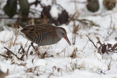 su demiryolu, rallus aquaticus