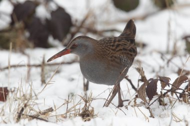 su demiryolu, rallus aquaticus