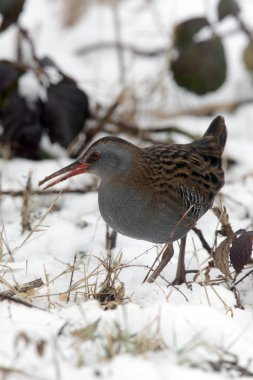 su demiryolu, rallus aquaticus