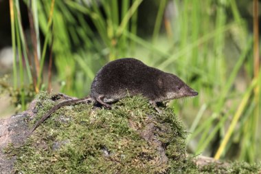 Water shrew, Neomys fodiens clipart