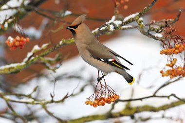 İpekkuyruk, bombycilla garrulus