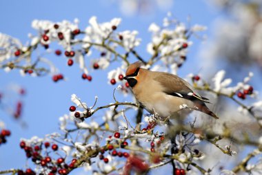 İpekkuyruk, bombycilla garrulus