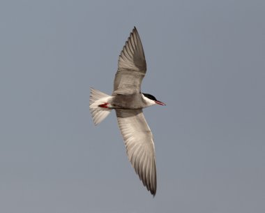 Bıyıklı sumru, chlidonias hybridus