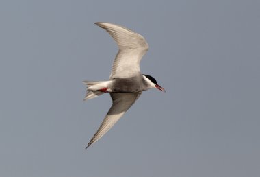 Bıyıklı sumru, chlidonias hybridus